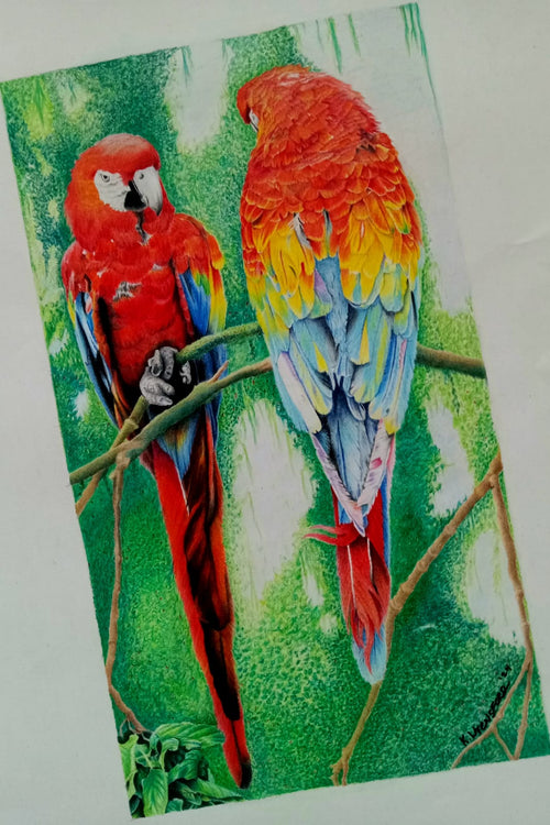 Amazon Parrots (birds of color)